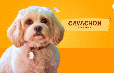 Cavachon Lifespan