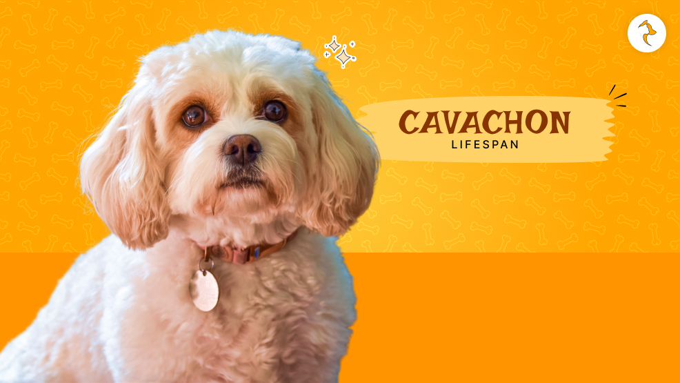 Cavachon Lifespan