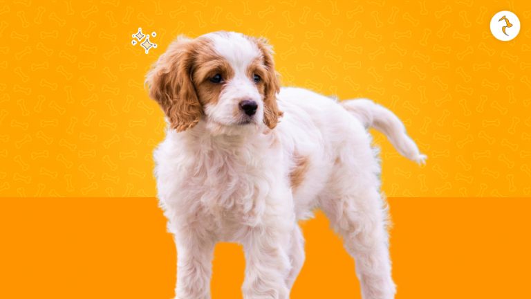 Cavachon Lifespan: How Long Do These Adorable Pups Live?