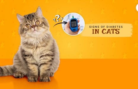 Diabetes In Cats