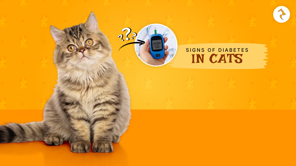 Diabetes In Cats