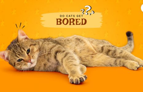 Do Cats Get Bored