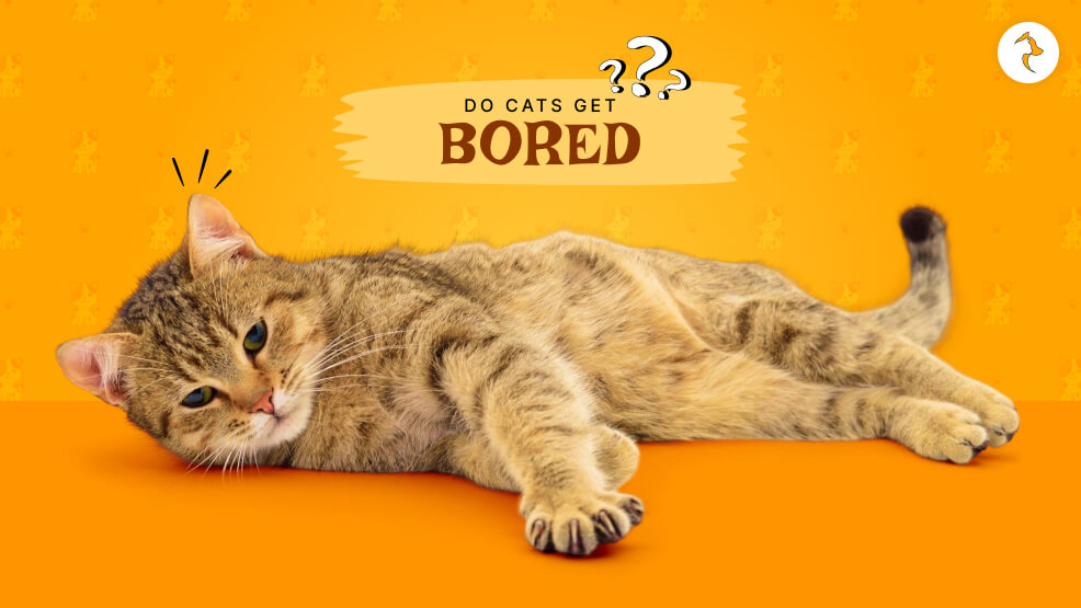 Do Cats Get Bored