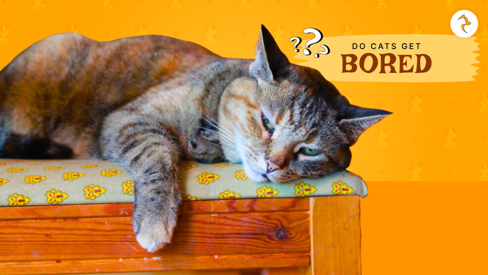 Do Cats Get Bored