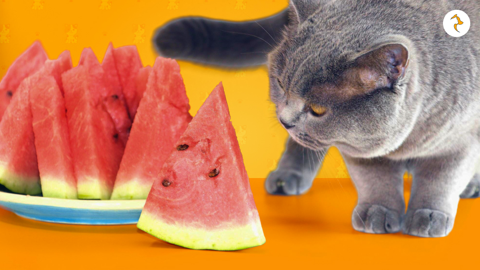 Do Cats Like The Taste Of Watermelon