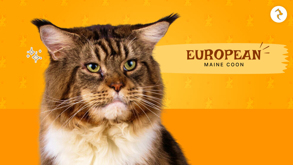 European Maine Coon