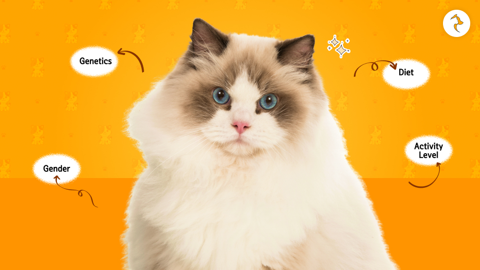 Factors That Affect A Ragdoll’s Size