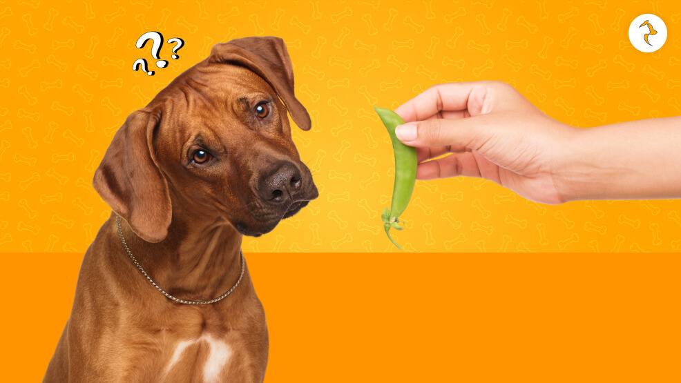 How Many Can You Give Them