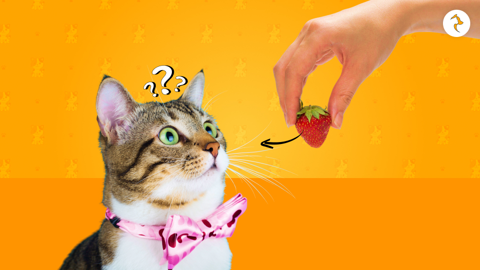 How Many Strawberries Can You Give Them