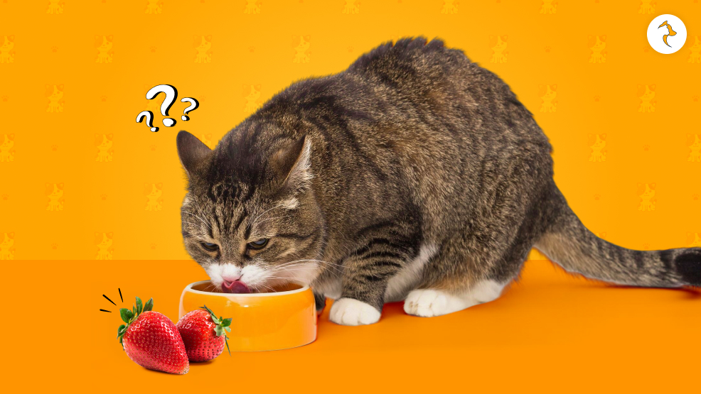 How To Safely Feed Them Strawberries