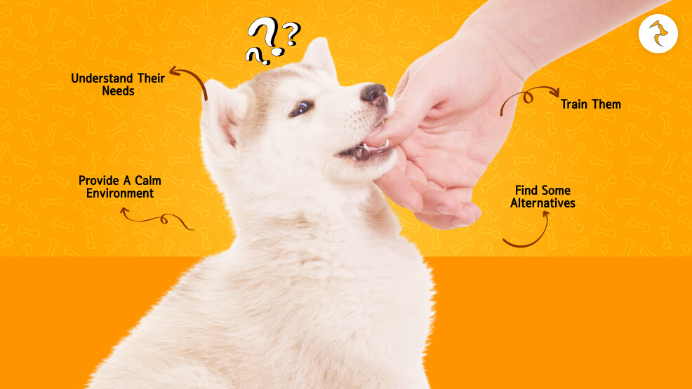 How To Stop Puppy Biting