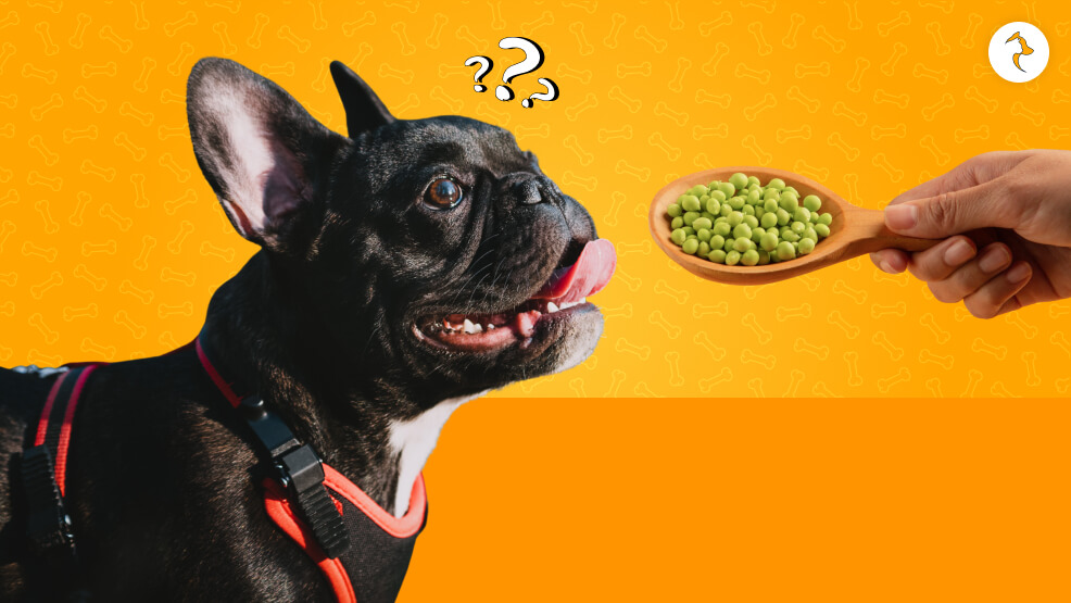 Is This Good For Dogs