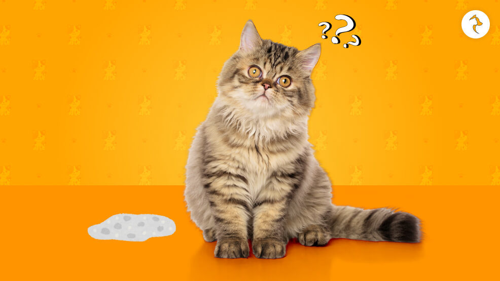 Meaning Of Different Cat Vomit Colours