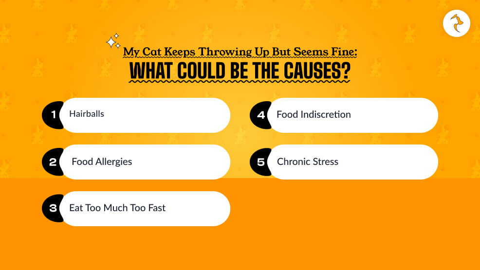 My Cat Keeps Throwing Up But Seems Fine_ What Could Be The Causes