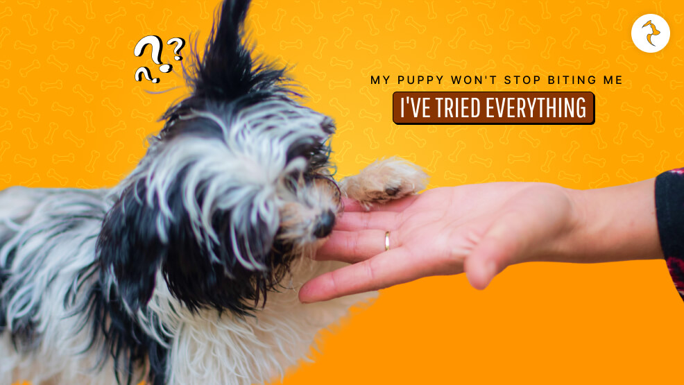 My Puppy Won't Stop Biting Me I've Tried Everything