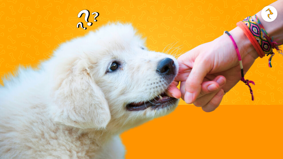 My Puppy Won't Stop Biting Me I've Tried Everything_ What Could Be The Reasons