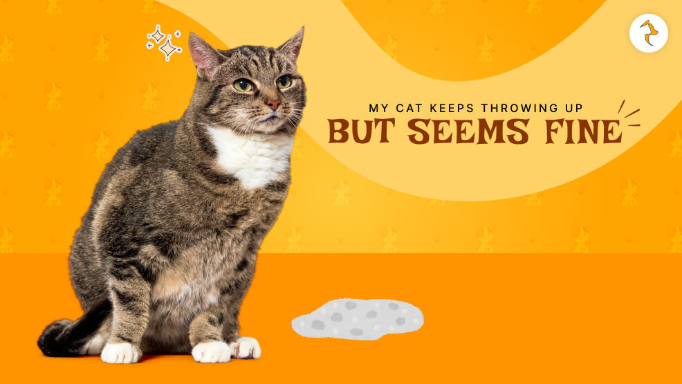 My cat keeps throwing up but seems fine