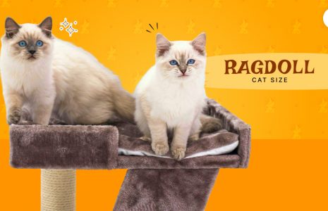 Ragdoll Cat Size