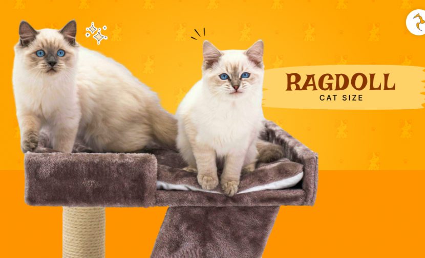 Ragdoll Cat Size