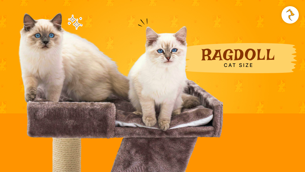 Ragdoll Cat Size