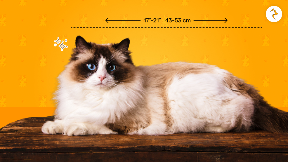 Ragdoll Cat Size_ How Long Do They Get_