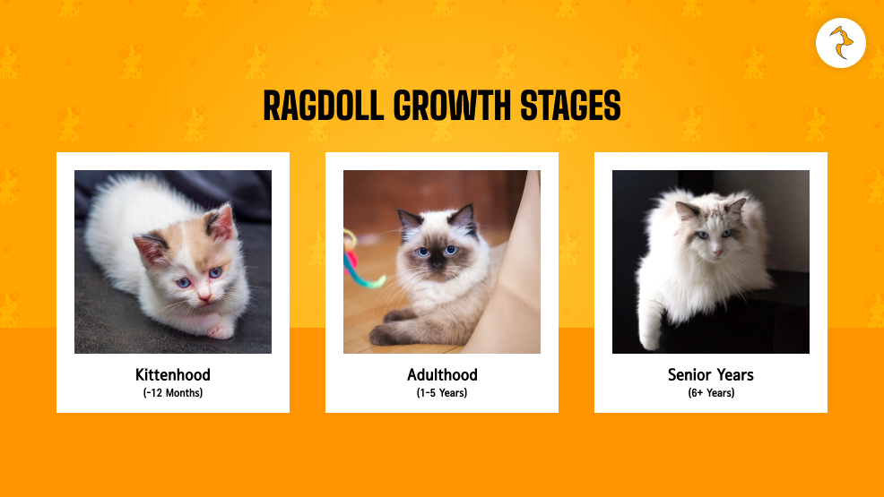 Ragdoll Growth Stages