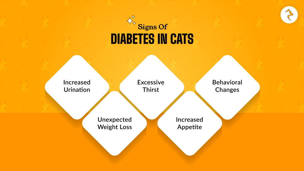 Signs Of Diabetes In Cats