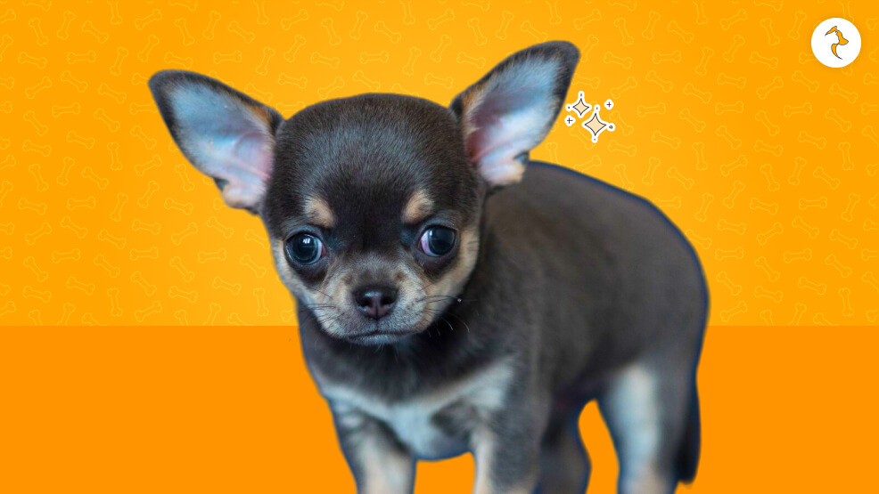 What Is A Blue Chihuahua