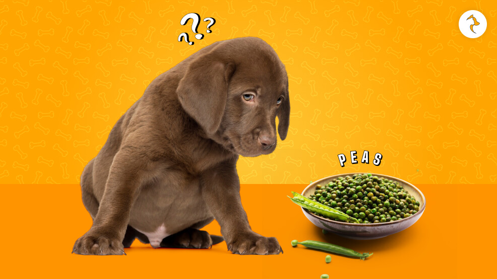 What kind Of Peas Can Dogs Eat