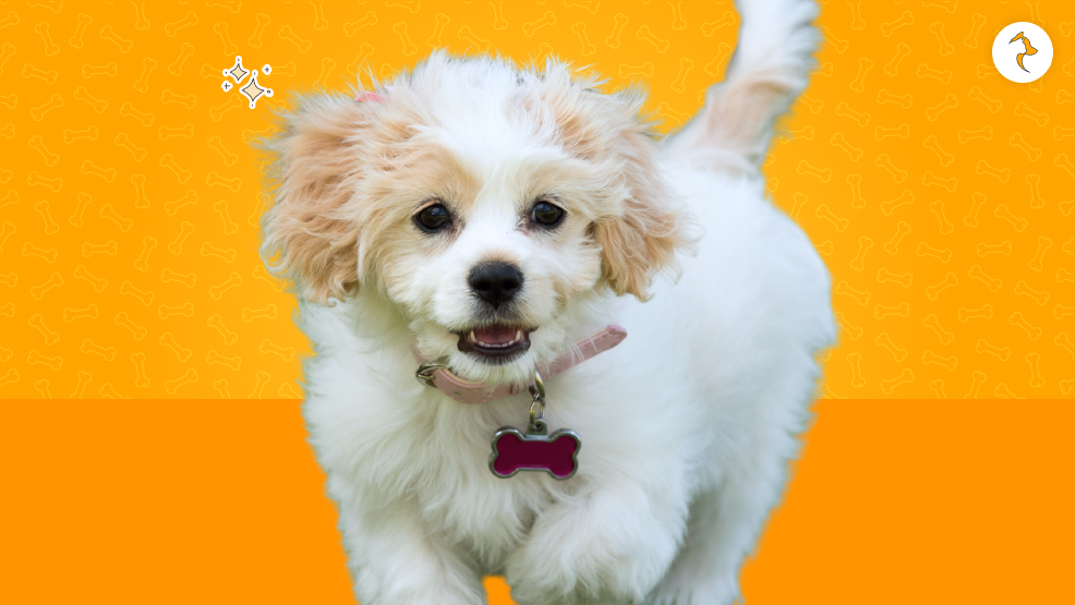 When Are You Getting One