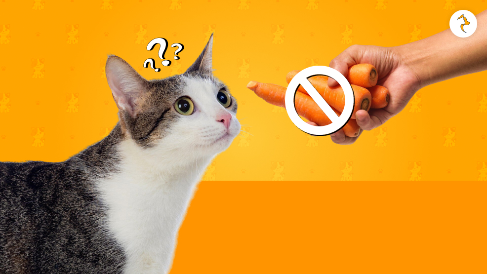 Why Should You Not Give Them Raw Carrots