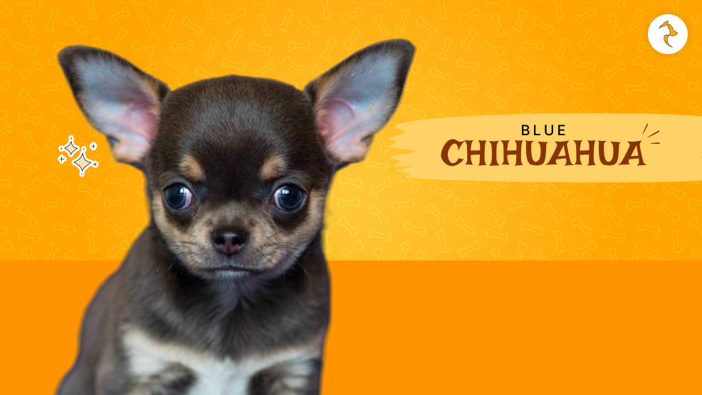 blue chihuahua