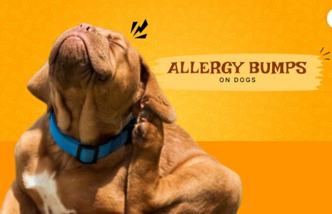 Allergy Bumps On Dogs