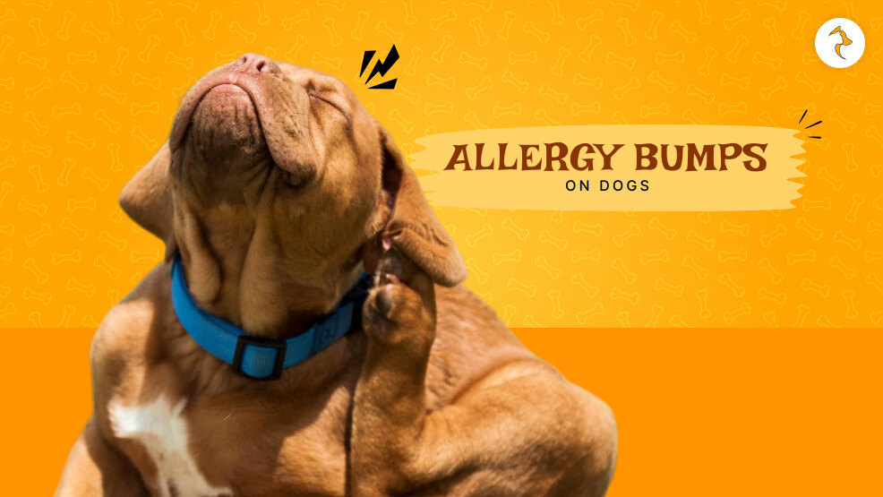 Allergy Bumps On Dogs