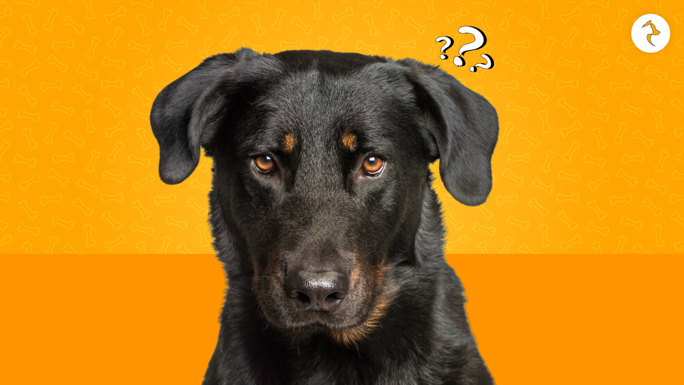 Are Beaucerons expensive