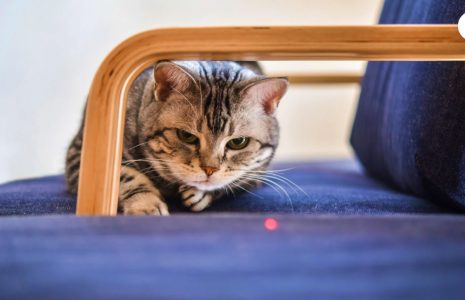 Are Laser Pointers Bad For Cats
