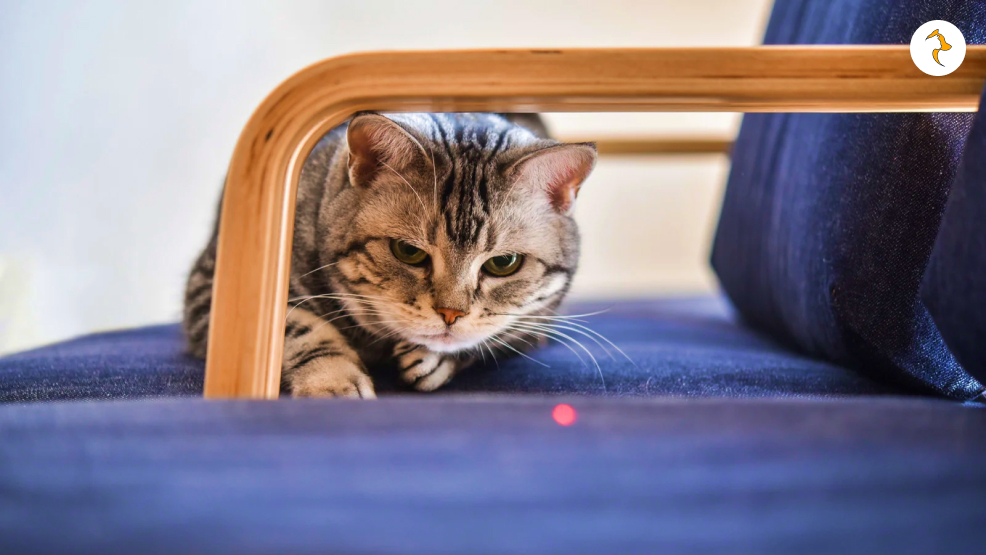 Are Laser Pointers Bad For Cats