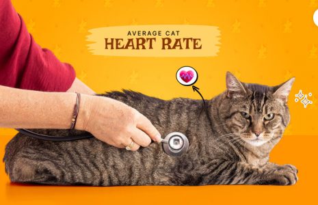 Average Cat Heart Rate