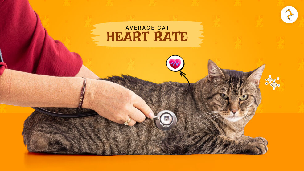 Average Cat Heart Rate