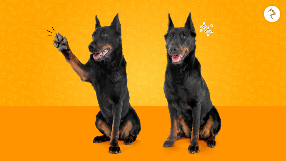 Beauceron_ History & Origin