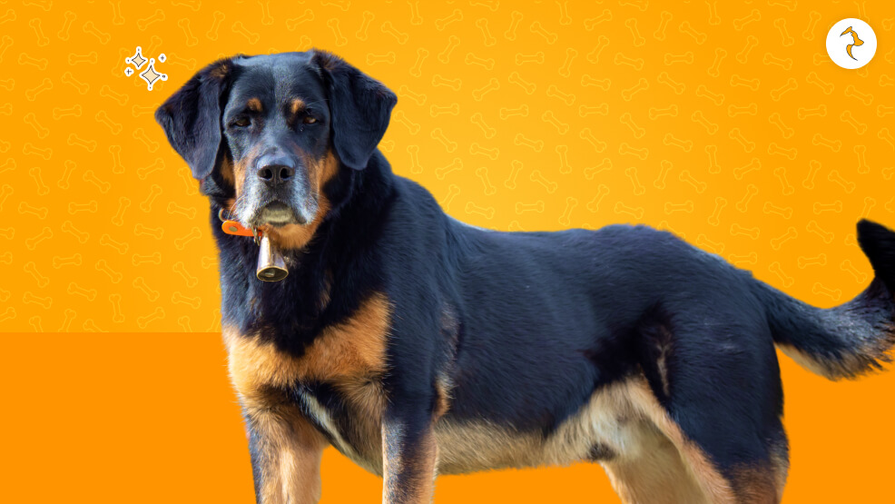 Beaucerons Breed Overview