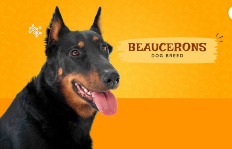 Beaucerons dog breed