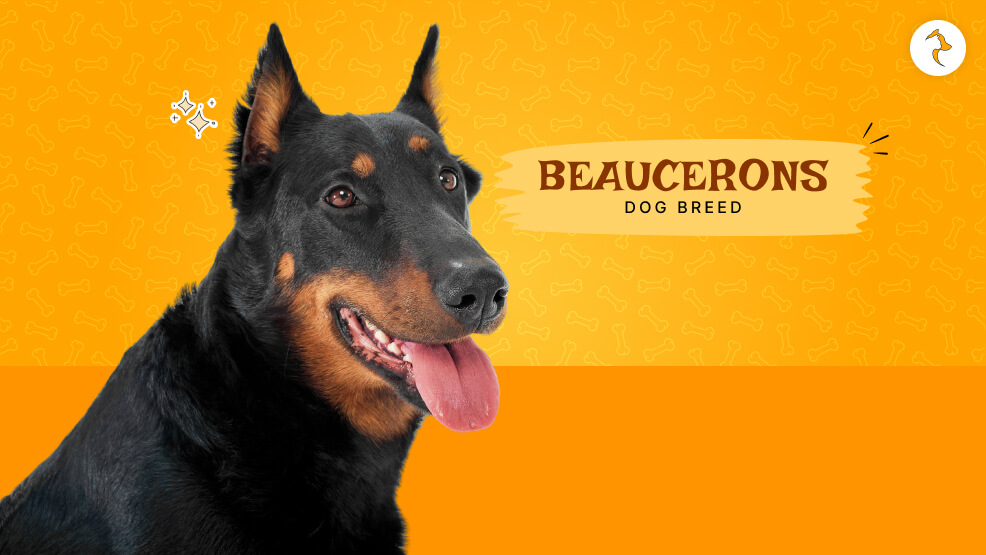 Beaucerons dog breed