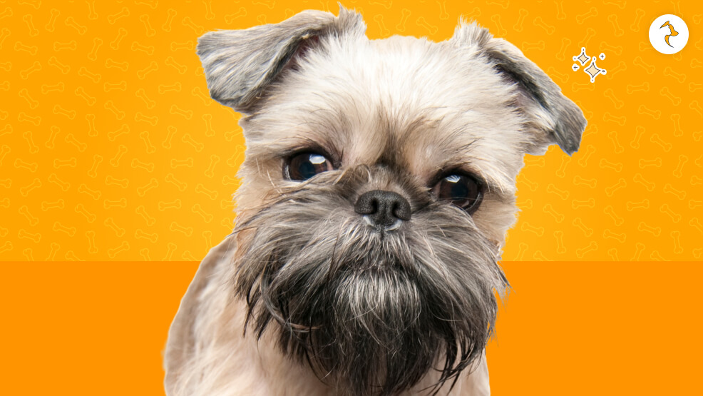 Brussels Griffon
