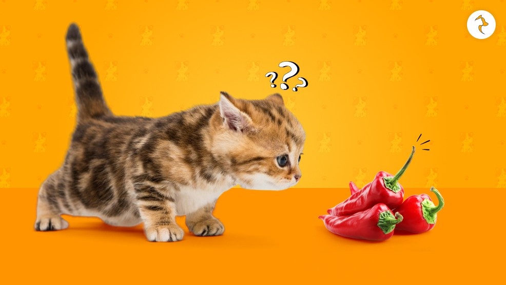 Can Cats Taste Spicy Do They Have The Taste Receptors