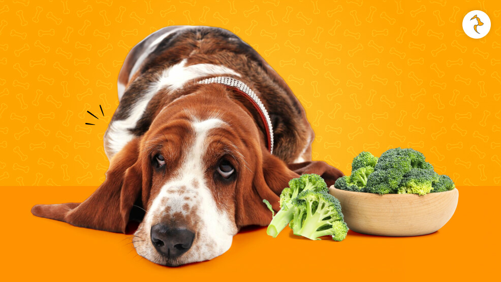 Can Dogs Be Allergic To Broccoli_