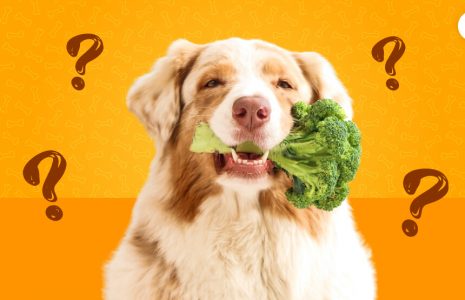 Can Dogs Eat Broccoli