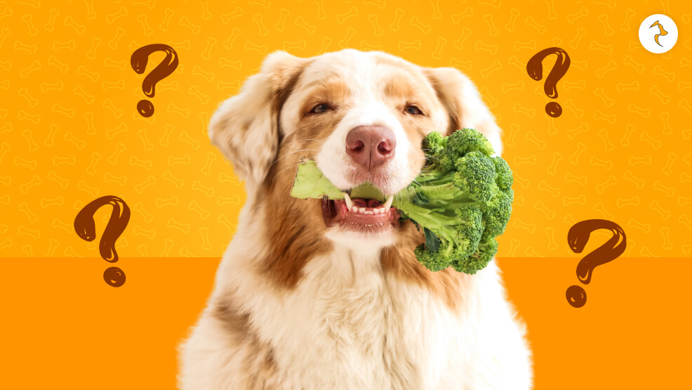 Can Dogs Eat Broccoli