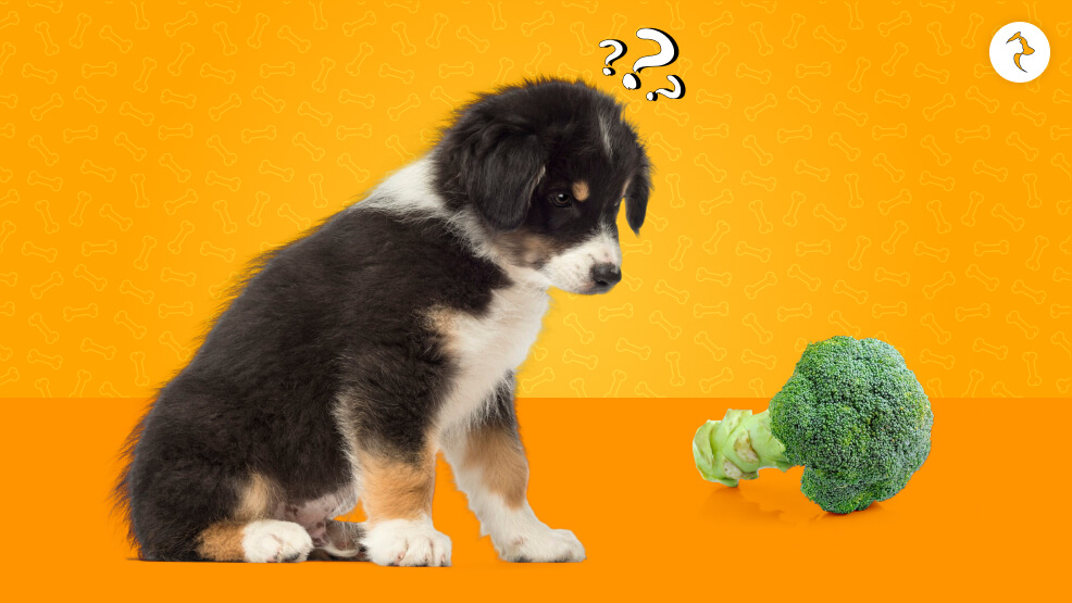 Can Dogs Eat Broccoli
