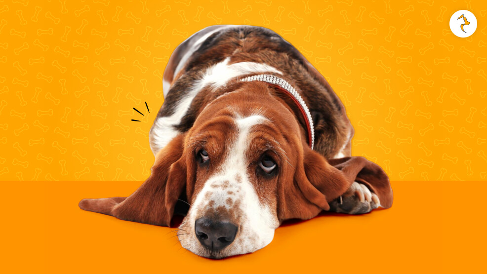 Can Sardines Make Dogs Sick